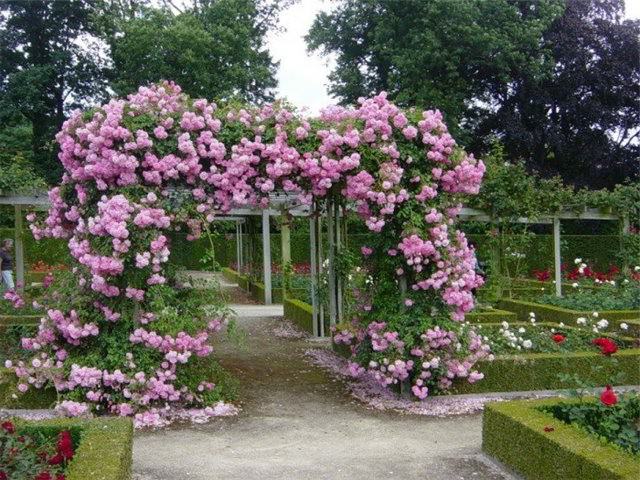 Увитая розовыми цветами арка во дворе