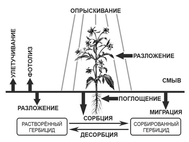 как гербицид действует на сорняки