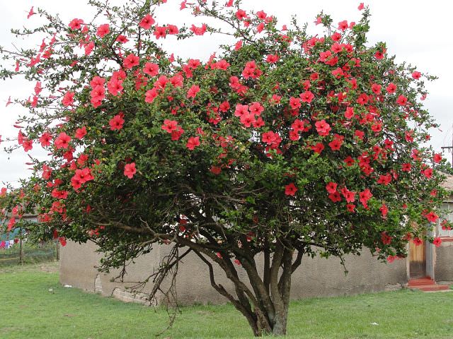 Растение с густыми ветками и красными цветами