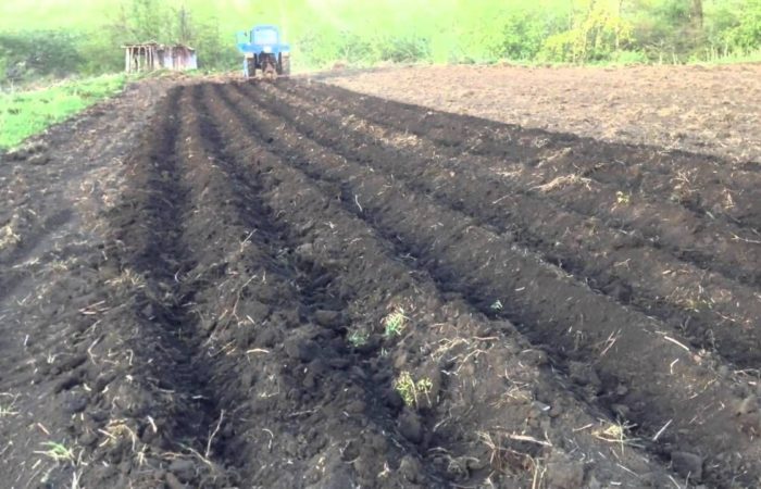 Перекопанное картофельное поле