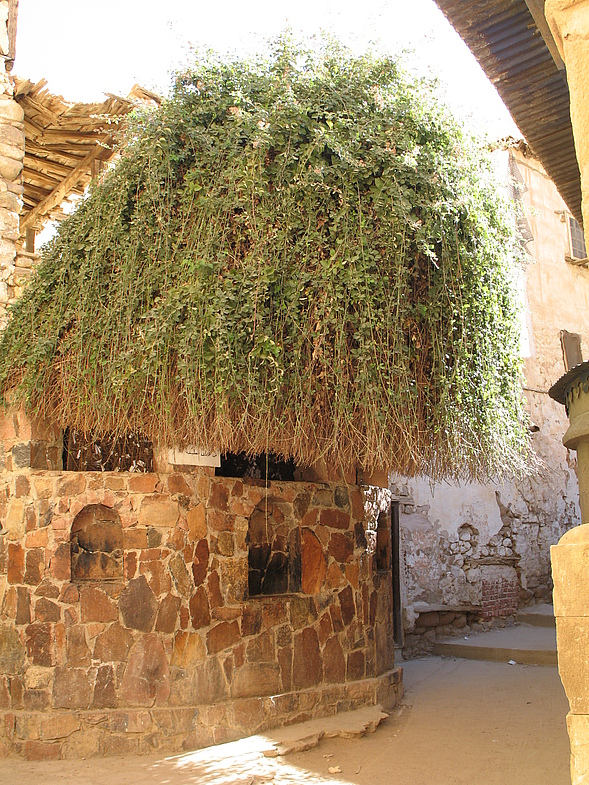 На территории монастыря Святой Екатерины растет Неопалимая купина — единственный куст терновника такого рода на всем Синайском полуострове