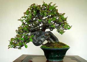 tsvety-po-znaku-zodiaka-deva-foto-bonsai