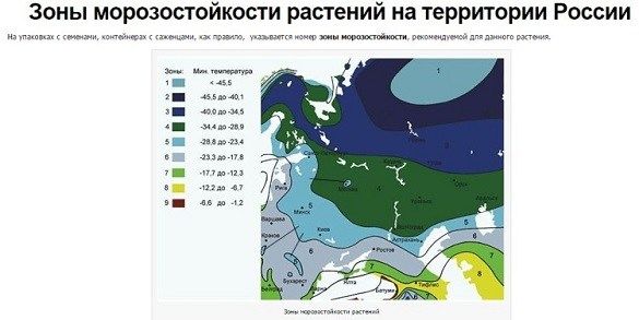 Зоны зимостойкости россии. Климатические зоны России карта зимостойкости. Зона морозостойкости USDA таблица. Зоны зимостойкости растений России на карте. Климатические зоны России для растений.