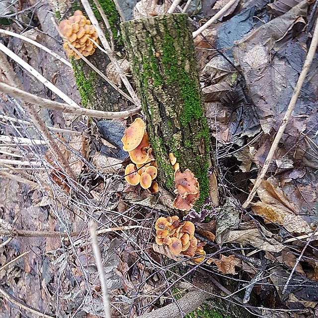 Александр Яблочков из Зеленограда наткнулся на облепившие стволы деревьев грибы на территории здешнего лесопарка Фото: ВКонтакте