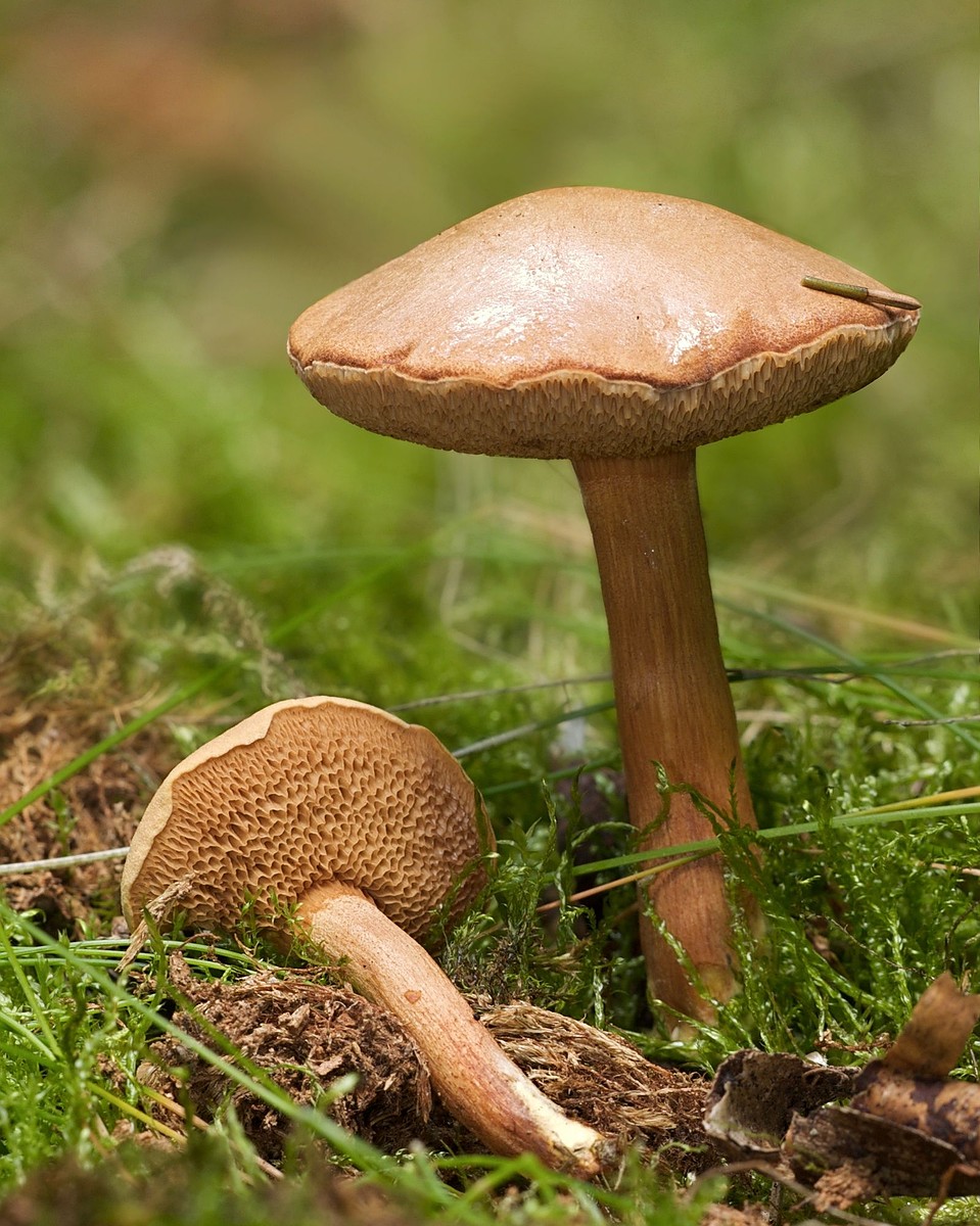 Перечный гриб. Фото: ru.wikipedia.org 