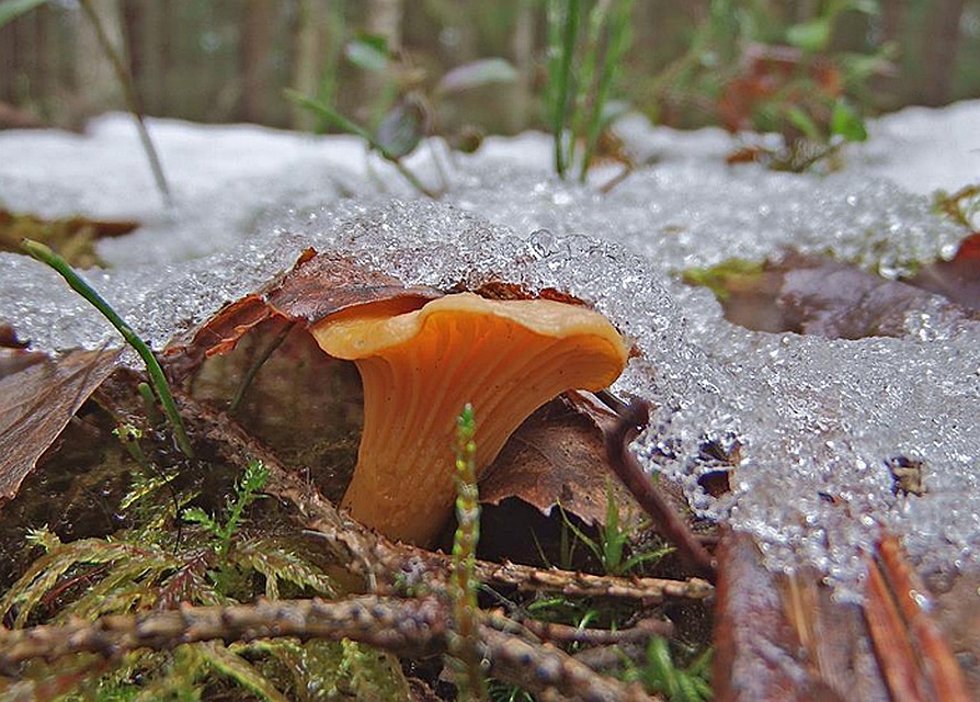 Из-за аномальных температур москвичи открыли внеочередной грибной сезон в новогодние праздники. Фото: Иван Матершев 