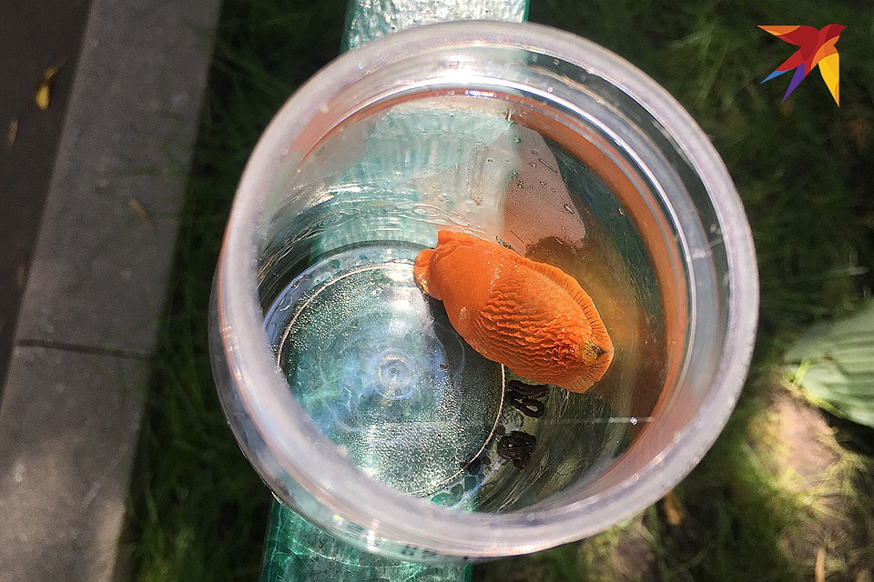 Рыжее чудище было уже кем-то поймано и возлежало в стеклянной банке. Фото: Павел КЛОКОВ