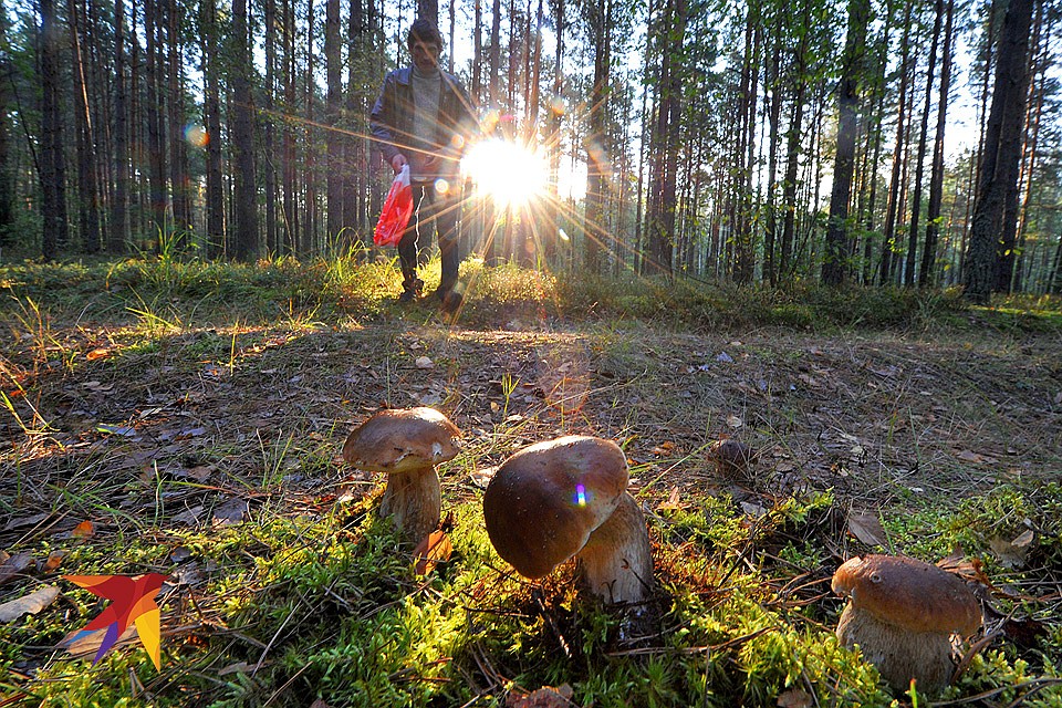 Ничто так не стимулирует появление грибов, как похолодание, сменяющееся теплом. Фото: Виктор ДРАЧЕВ