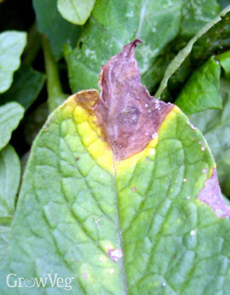 Tomatoes affected by early blight