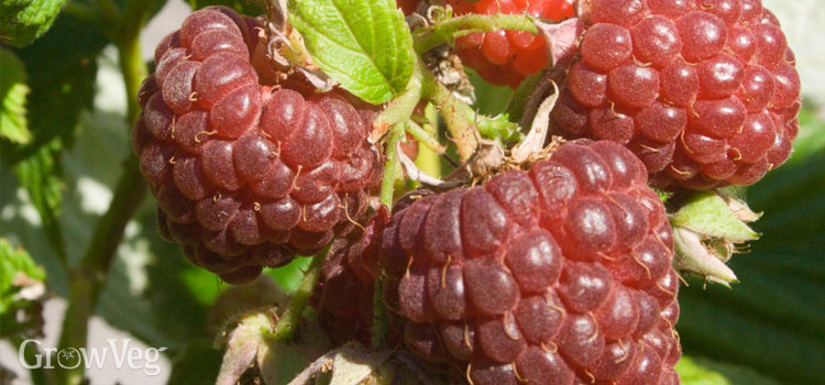 https://s3.eu-west-2.amazonaws.com/growinginteractive/blog/raspberries-2x.jpg