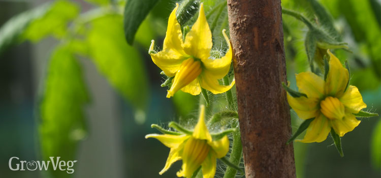 Tomato flowers