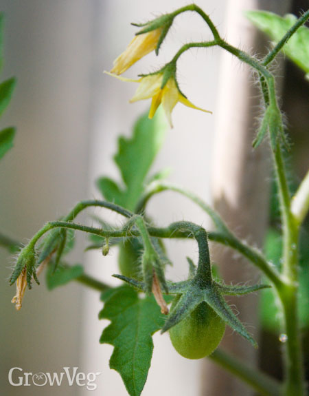 Tomato flowers with tomato fruit setting