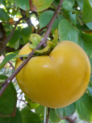 Persimmon, also known as Sharon Fruit