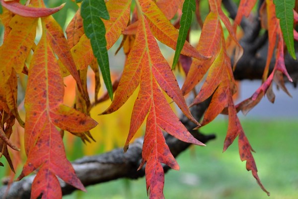 Декоративная форма Rhus typhina laciniata