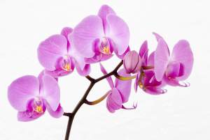Orchids-Flower-Wallpapers4