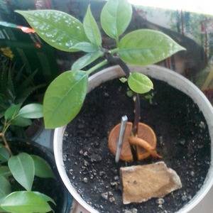 Молодой росток авокадо пересаживают в постоянный горшок