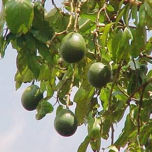 В природных условиях авокадо вырастает полноценным деревом