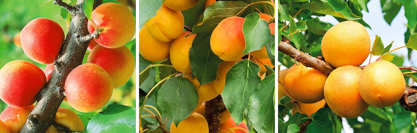 Как вырастить абрикос? Выбрать правильные сорта