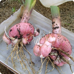 Как вырастить гладиолусы? Луковицы гладиолуса недостаточно зимостойкие, поэтому их каждый год выкапывают и хранят до следующего лета.