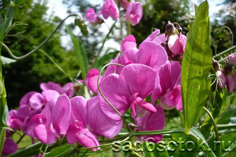 Душистый горошек (Lathyrus odoratus)