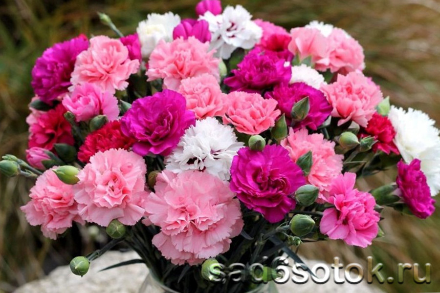 Гвоздика голландская (Dianthus caryophyllus)