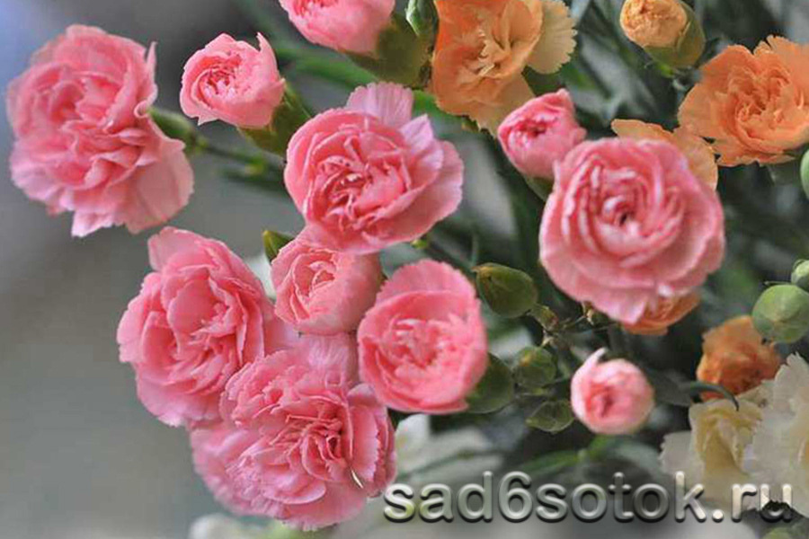 Гвоздика голландская сорт Роза (Rosa)