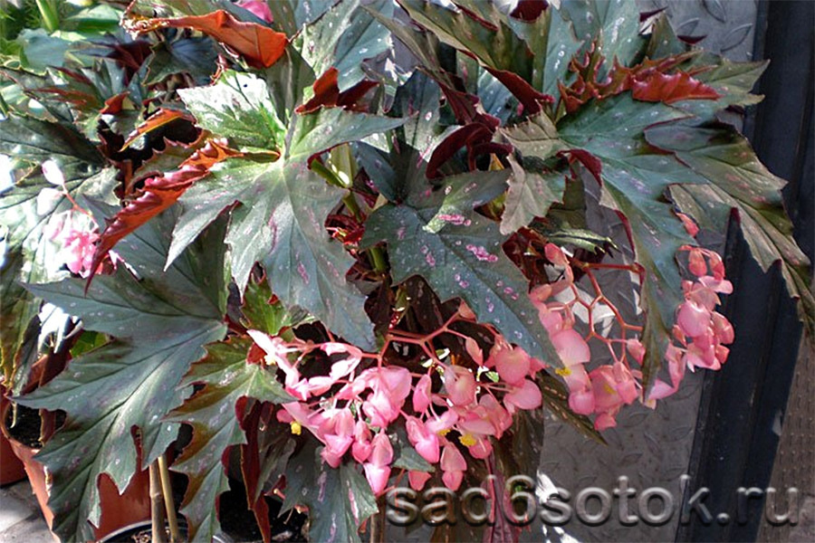 Бегония коралловая (Begonia corallina)