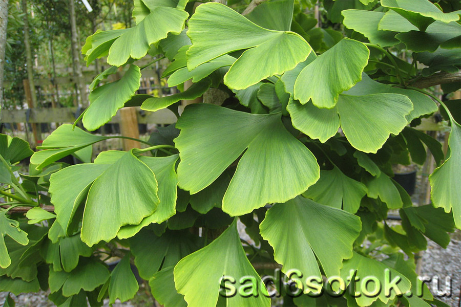 Гинкго двулопастный (Ginkgo biloba)