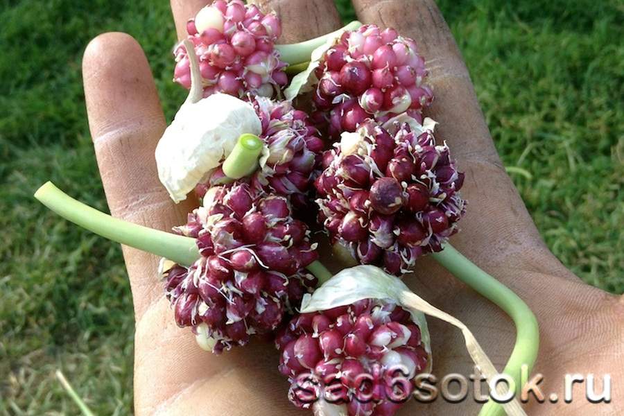 Посадка чеснока бульбочками