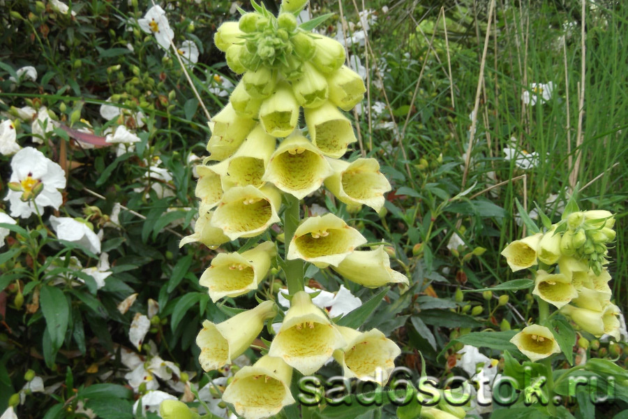 Наперстянка крупноцветковая (Digitalis grandiflora)