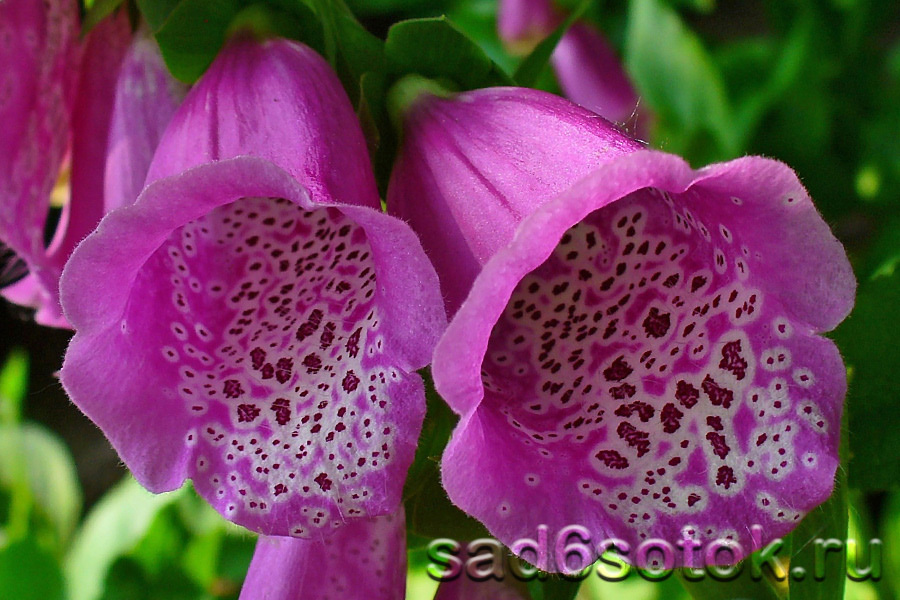 Наперстянка пурпурная (Digitalis purpurea)