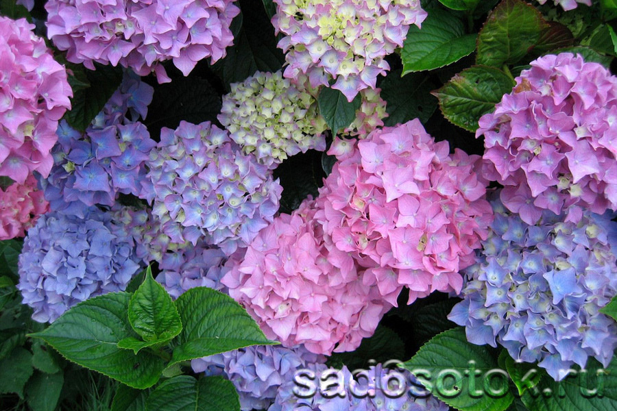 Гортензия (Hydrangea)