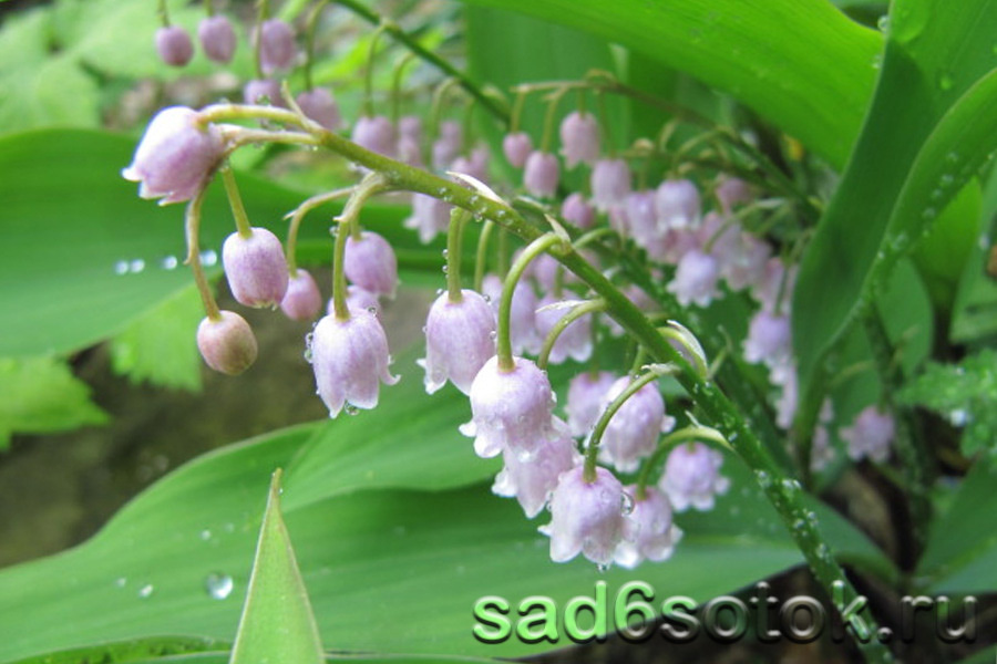 Ландыш сорт Розеа (Convallaria Rosea)