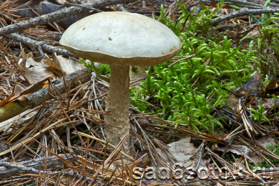 Подберезовик болотный (Leccinum holopus)