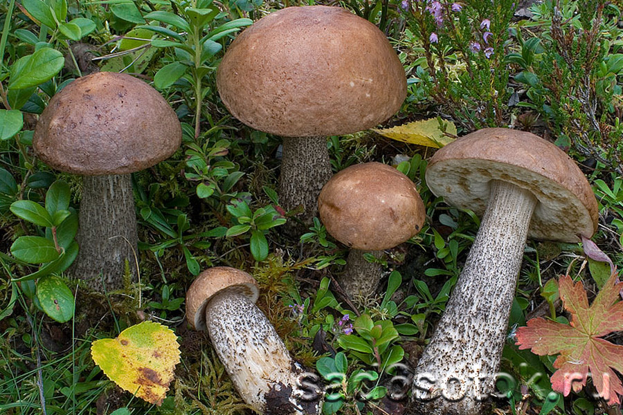 Подберезовик обыкновенный (Leccinum scabrum)