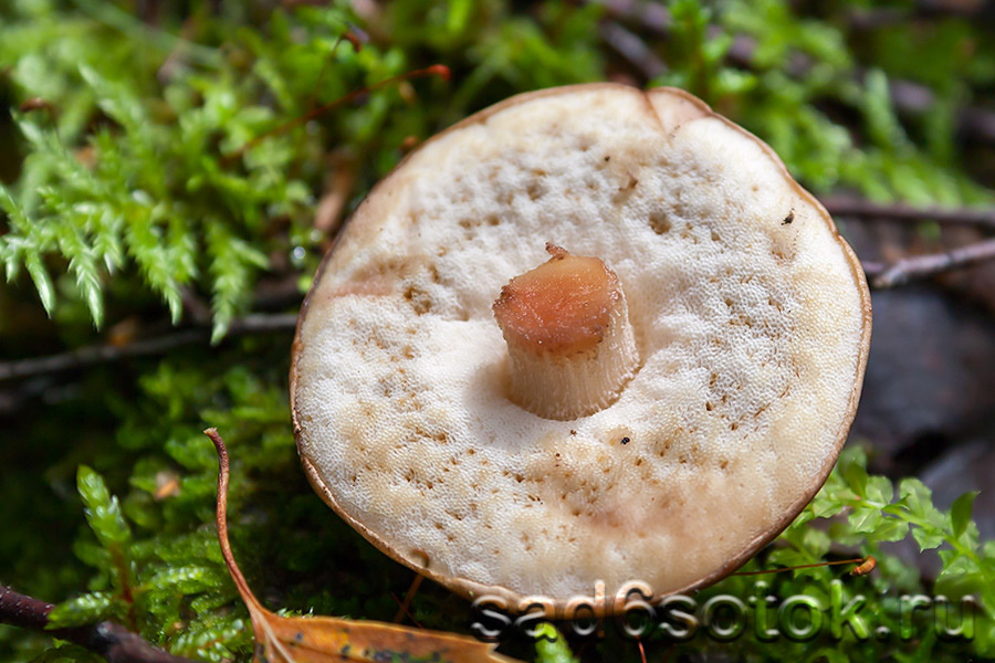 Подберезовик розовеющий (Leccinum roseafractum)