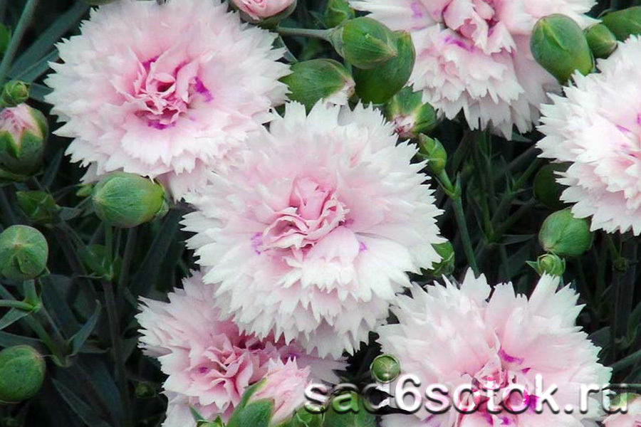 Гвоздика перистая (Dianthus plumarius)