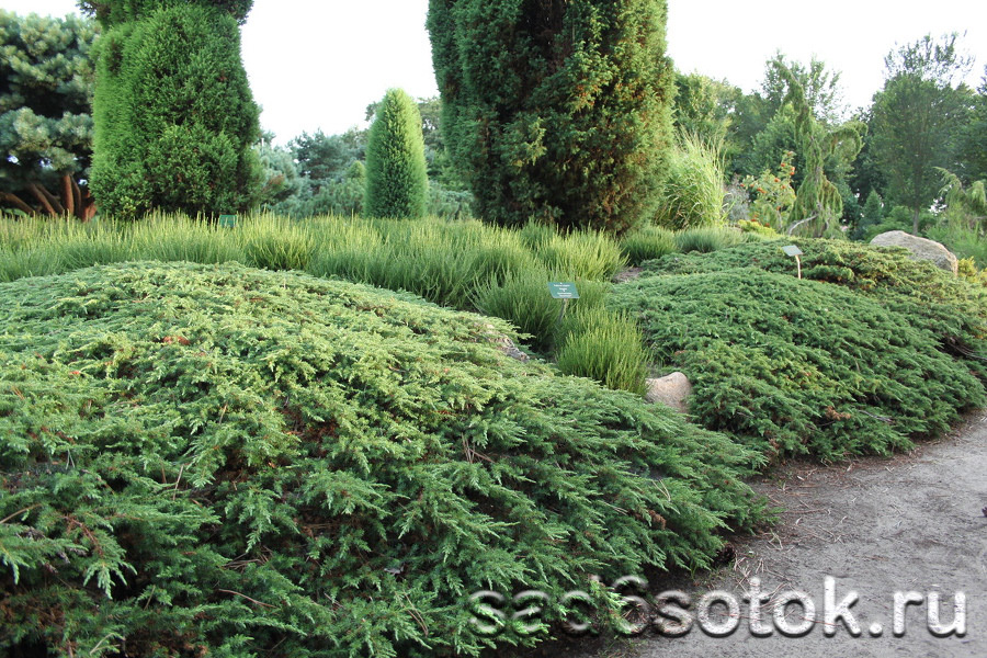 Можжевельник обыкновенный сорт Грин Карпет (Green Carpet)