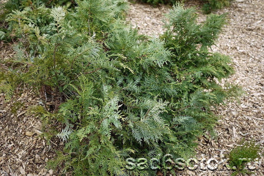 Туя корейская сорт Глаука Прострата (Glauca Prostrata)