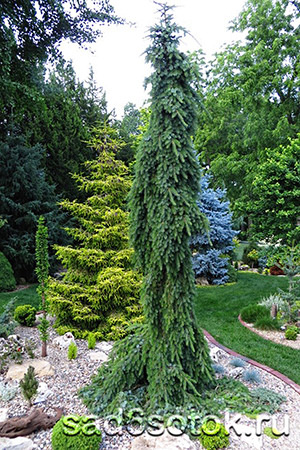 Ель сербская сорт Пендула Брунс (Pendula Bruns)