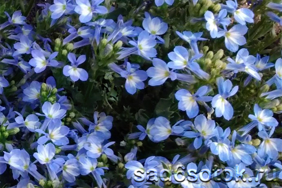 Лобелия сильная (Lobelia valida)