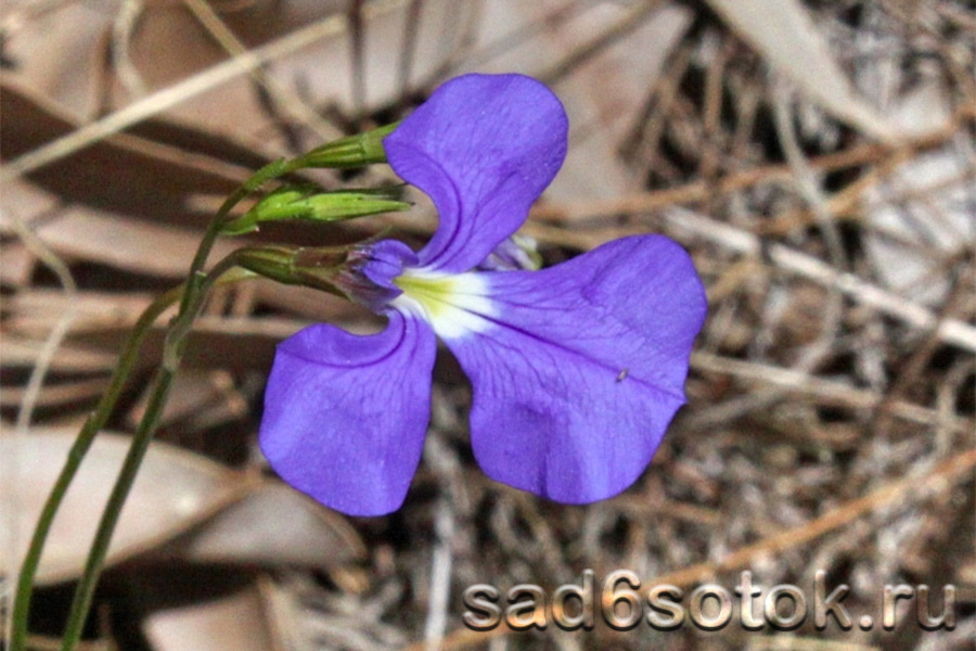 Лобелия тончайшая (Lobelia tenuior)