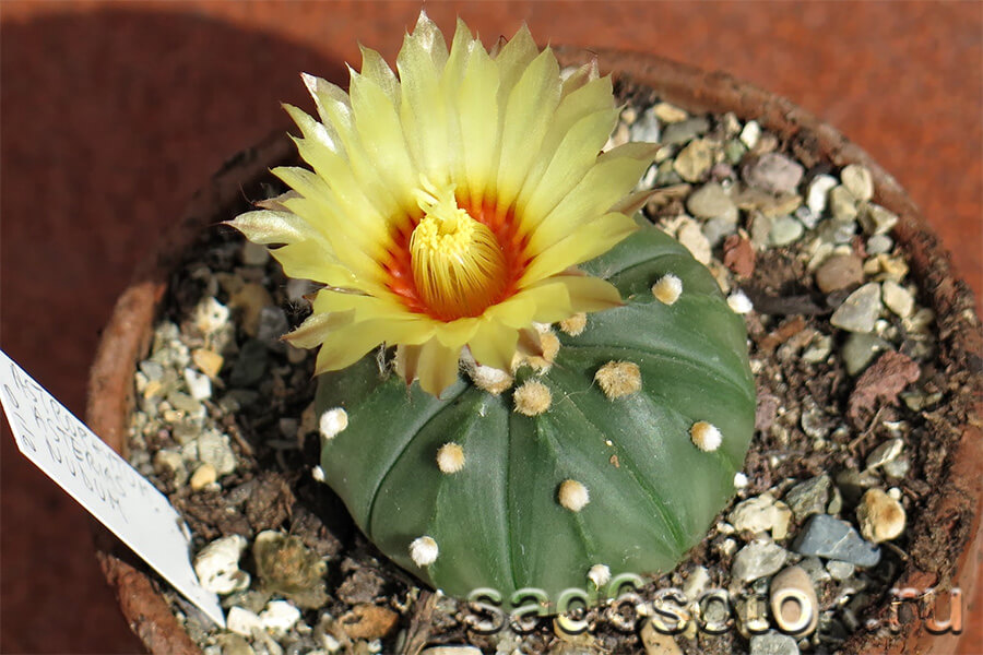 Астрофитум (Astrophytum)