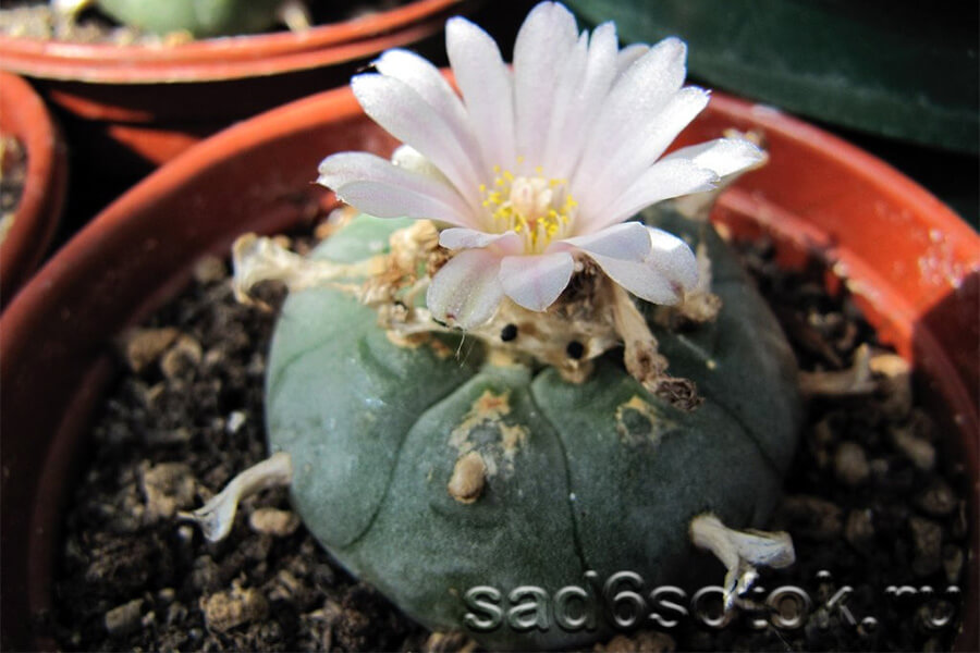 Кактус лофофора (Lophophora)