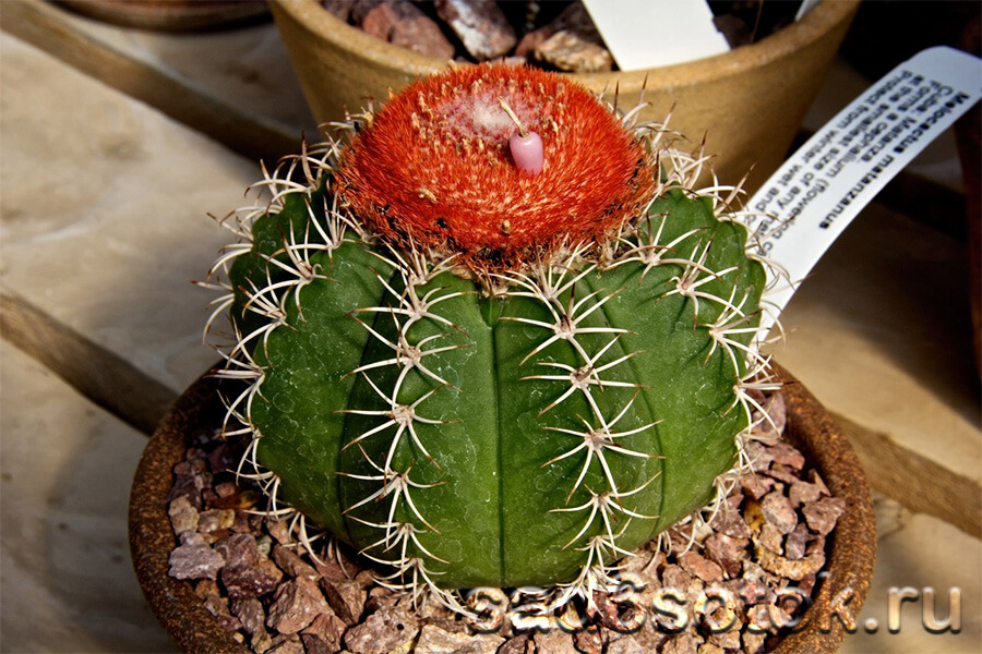 Мелокактус (Melocactus)