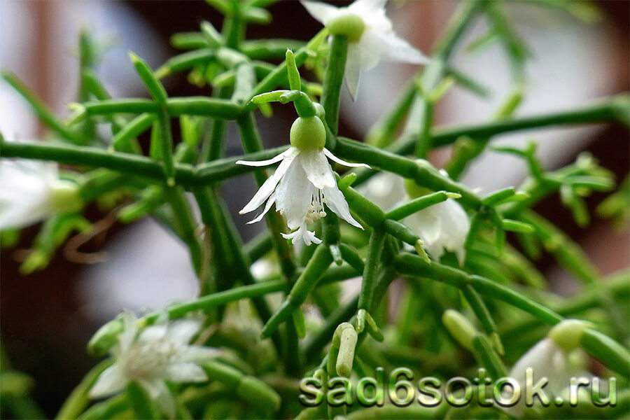 Рипсалис (Rhipsalis)