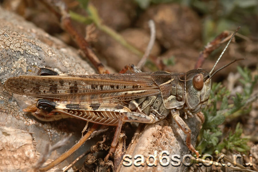 Мароккская саранча (Dociostaurus maroccanus)