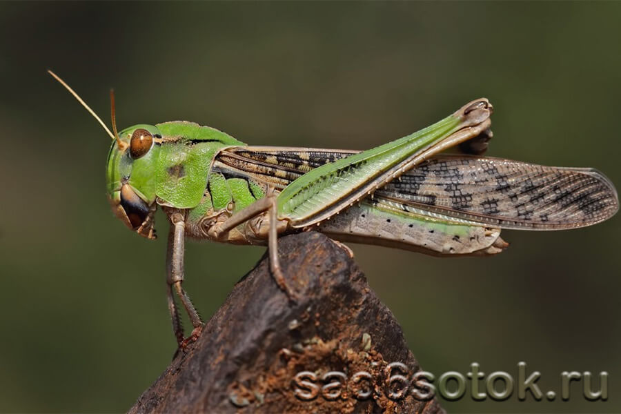 Саранча перелетная (азиатская) (Locusta migratoria)