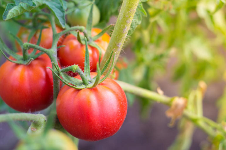 Выращивание томата красным красно. Сорт помидоров красная звезда. Томат красный слон. Tomatoes growing on Bushes.