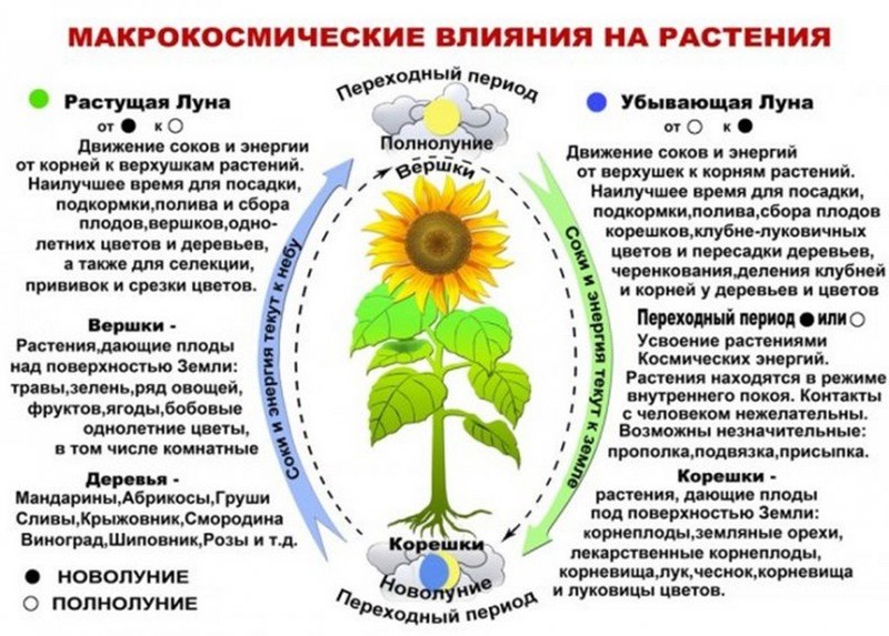 Влияние Луны на растения